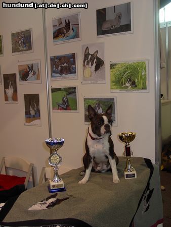 Boston Terrier Amber Countess of White Hunter´s Lodge- IHA Tulln, V1, JB