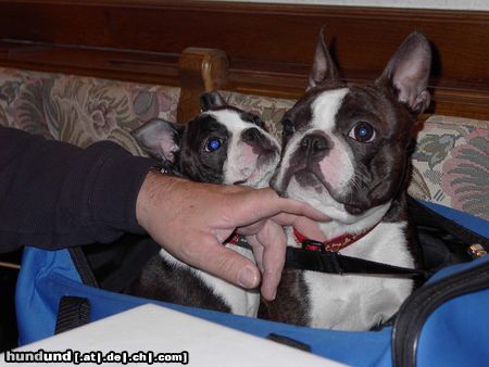 Boston Terrier Nena und Amber meinen, das Kraulen tut uns gut