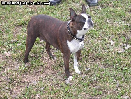 Boston Terrier Shirleys Osterspaziergang im Neandertal