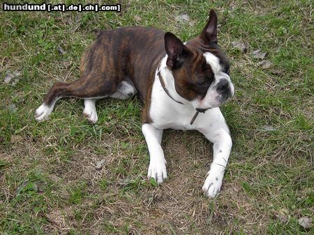 Boston Terrier Snoopy genießt den Ostermontag in freier Natur