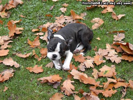 Boston Terrier Nena Oranjelust vom Hengstbachtal (12 Wo)