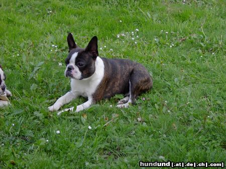 Boston Terrier Nelly pirscht sich an