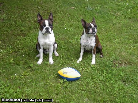 Boston Terrier Das Footballmatch kann beginnen