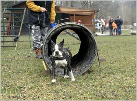 Boston Terrier Aurikel von der Reiteralm 