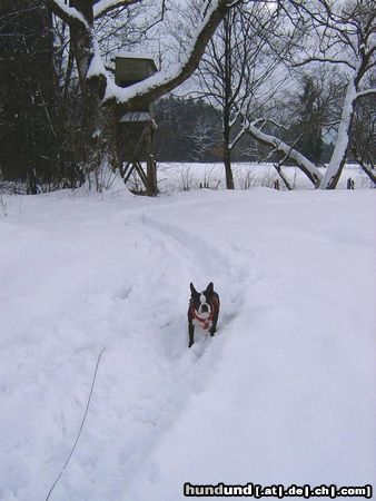 Boston Terrier