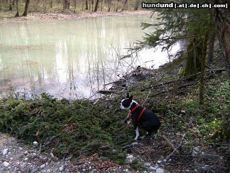 Boston Terrier