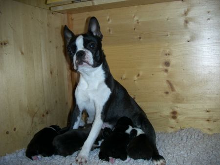 Boston Terrier aimee von den Rottannen B-Wurf