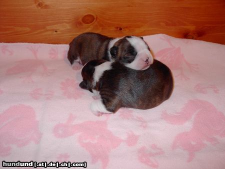 Boston Terrier Alex ruht sich bei Amber aus