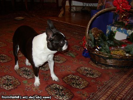 Boston Terrier Alissa hält Ausschau nach ihrem Weihnachtspäckchen