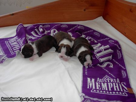 Boston Terrier Anthony, Alex u.Amber - violett ist seit 13 Tagen unsere Lieblingsfarbe