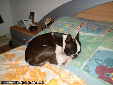 Boston Terrier Draussen ist Hundewetter, im Bett dagegen warm und bequem.