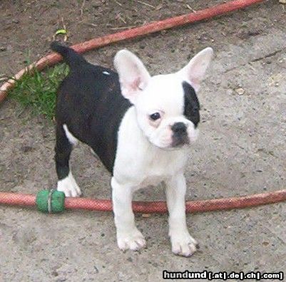 Boston Terrier