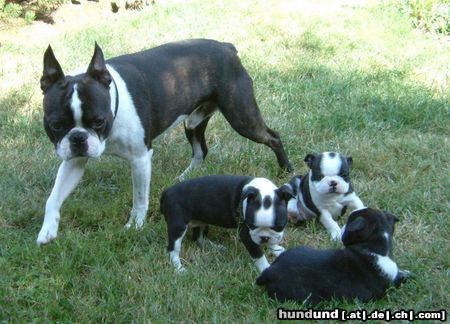 Boston Terrier Vater (Basil) mit seinen 3 Kindern (Herkules,Henry u.Henriette