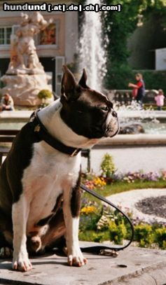 Boston Terrier Bassty auf Salzburg Urlaub