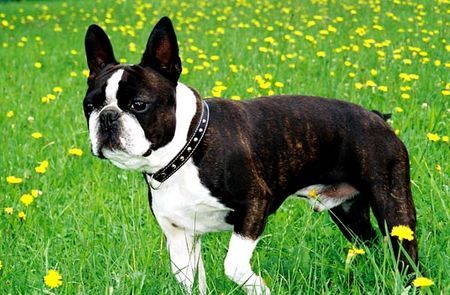 Boston Terrier Bassty von der Urlaken Österr. Champ.