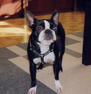 Boston Terrier Betty Blue