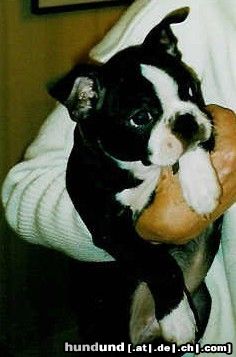 Boston Terrier Betty Blue