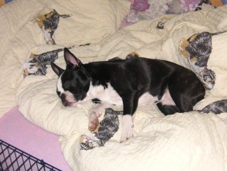 Boston Terrier so richtig nett.......