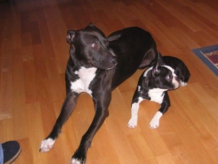 Boston Terrier Nicki mit Freundin Skay