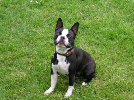 Boston Terrier Bitte gib mir ein leckerli