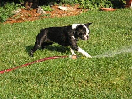 Boston Terrier Endlich darf ich Blumen giessen