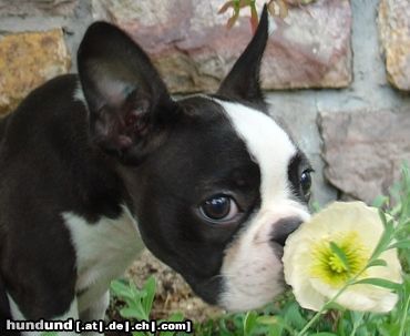 Boston Terrier Blumenfreund