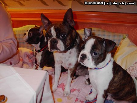 Boston Terrier Mama Gipsy mit zwei ihrer Kinder