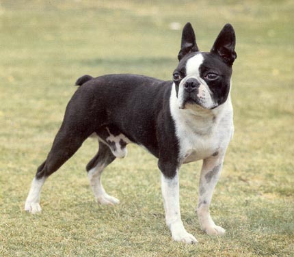 Boston Terrier