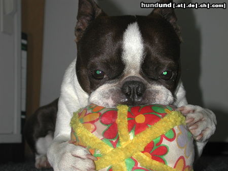 Boston Terrier Bruno meditiert gerne mit seinem Ball