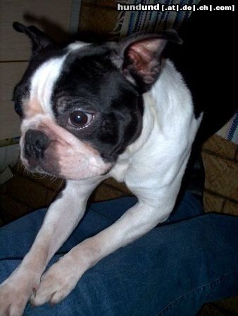 Boston Terrier Findelkind fand neues Zuhause, wird Bully gerufen