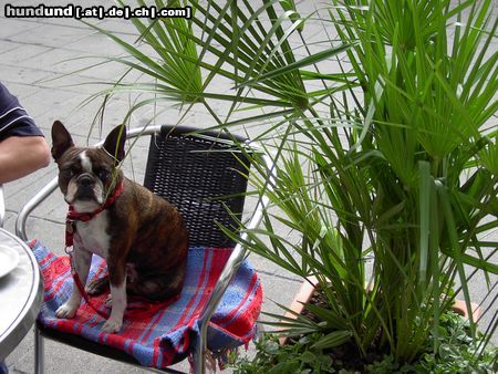 Boston Terrier Gipsy beim Cafehausbesuch in der Kärntnerstraße