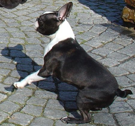 Boston Terrier Grynn od pulnocniho slunce ist sprungbereit