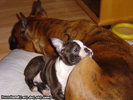 Boston Terrier Amber Countess of White Hunter´s Lodge mit ihrer Partnerin Xandi (Boxerhündin)