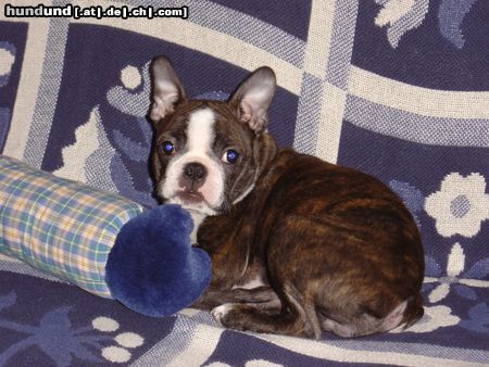 Boston Terrier Ich, Amber Countess of White Hunter`s Lodge, fühle mich BOSSIEwohl !