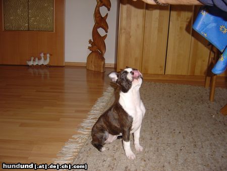 Boston Terrier Amber haben die Spagetti gut geschmeckt