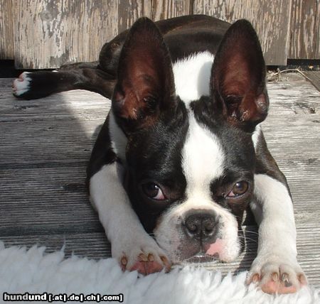 Boston Terrier Die letzten Sonnenstrahlen genießen...