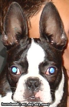 Boston Terrier ...nun bin ich wach!