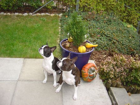 Boston Terrier Nena und Amber