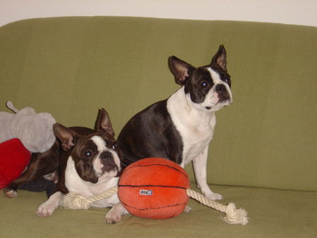 Boston Terrier Amber und Nena in Warteposition 