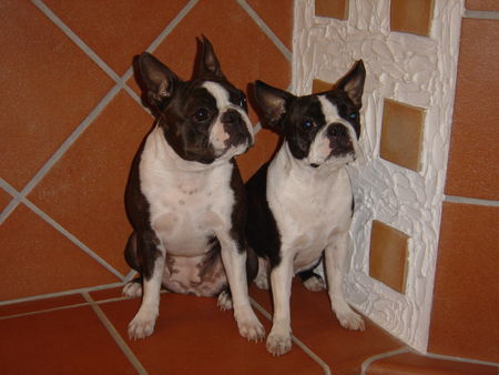 Boston Terrier ....unser liebstes, wärmstes Platzerl.....