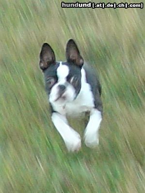 Boston Terrier Boston-Terrier springt aus der Wiese