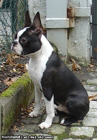 Boston Terrier Geduld ist alles