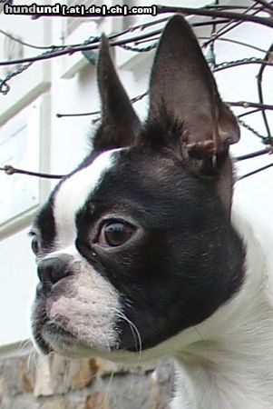 Boston Terrier Bin wach!