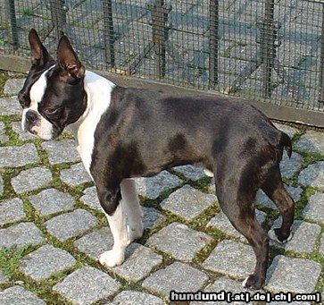 Boston Terrier Hallo