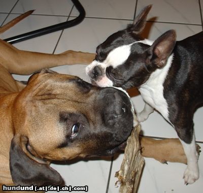 Boston Terrier Boston Terrier spielt mit Bullmastiff