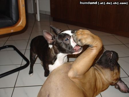 Boston Terrier Boston Terrier spielt mit Bullmastiff