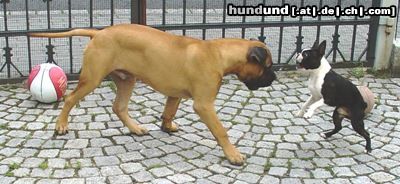 Boston Terrier Spiel mit Bullmastiff