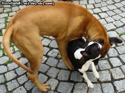 Boston Terrier Spiel mit Bullmastiff, schnell entwischt...