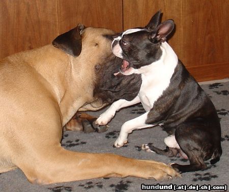 Boston Terrier Gwynn od Pulnocniho slunce spielt mit seinem Freund