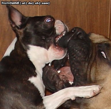 Boston Terrier Freunde tun nur so als ob....